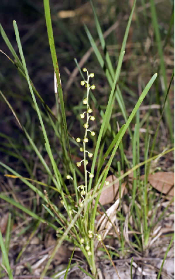 Lomandra filiformis Lomandraceae.png