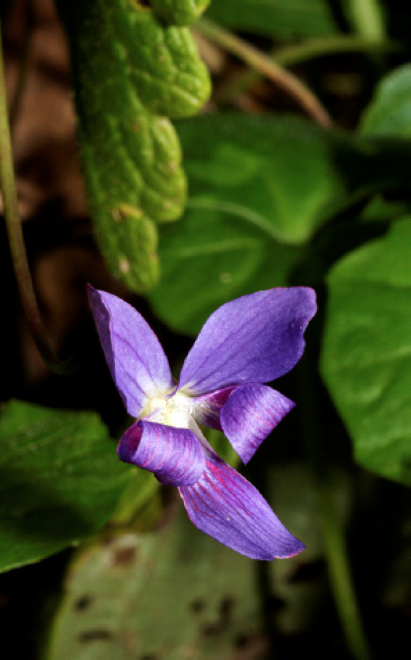 Viola betonicifolia.png
