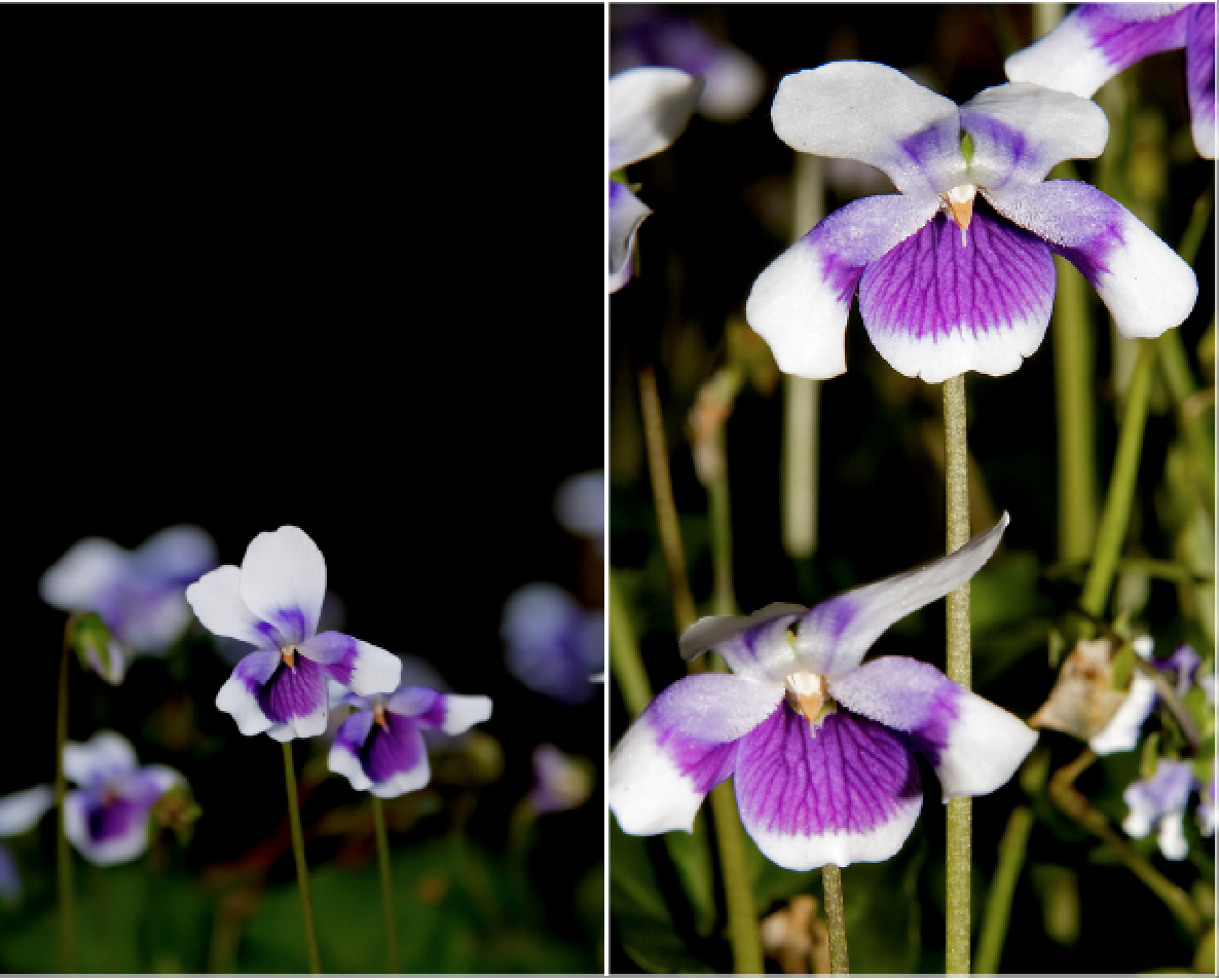Viola hederacea.png