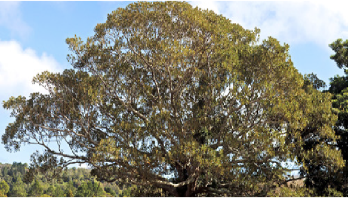 Ficus macrophylla.png