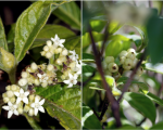 Psychotria loniceroides.png