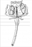 Syncarpia glomulifera(sketch).png