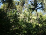 Palm forest.jpg