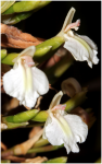 Alpinia caerulea.png