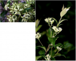 Backhousia myrtifolia.png