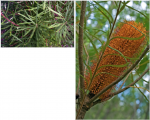 Banksia spinulosa.png