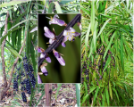 Cordyline stricta.png