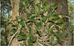 Dendrobium aemulum.png