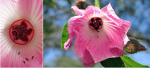 Hibiscus splendens.png